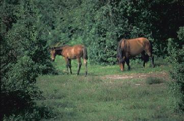 New Forest